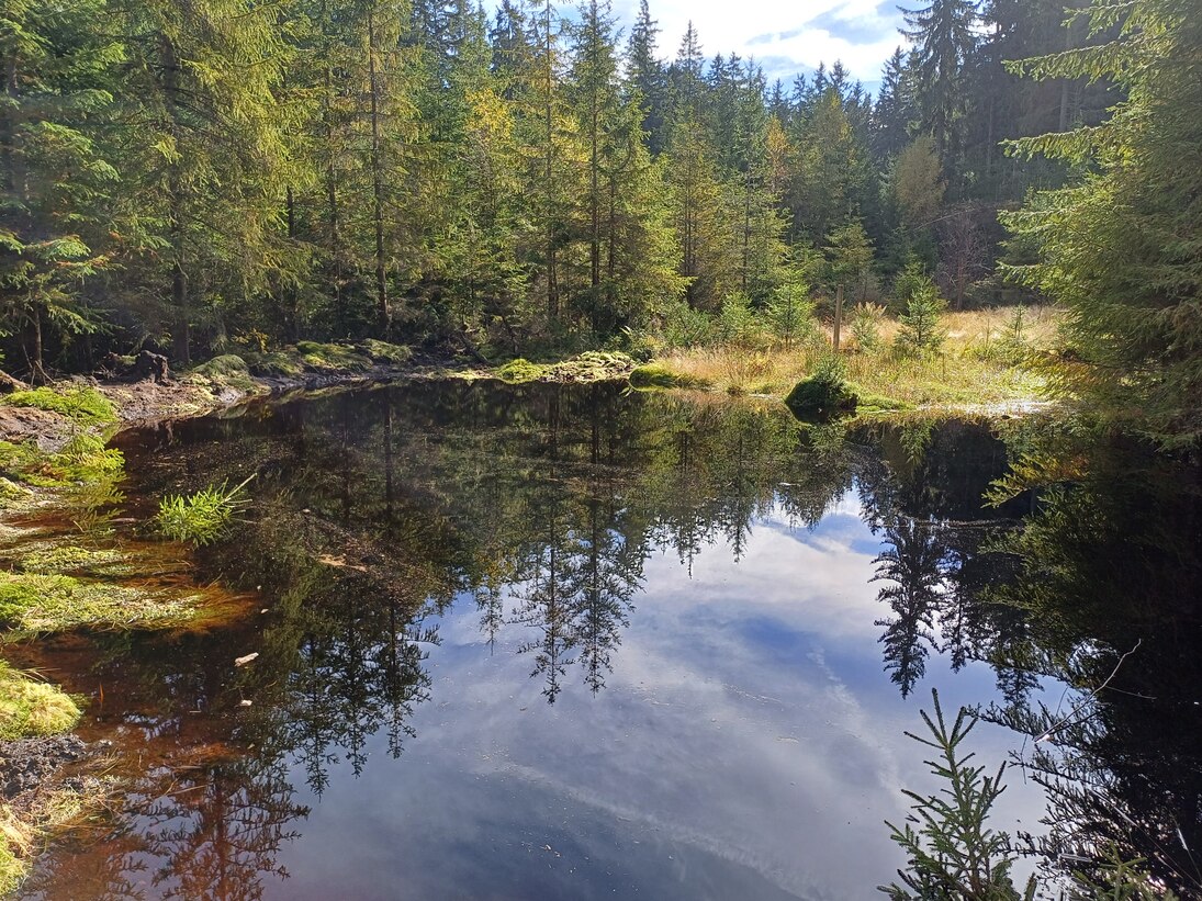 angestauter Waldteich