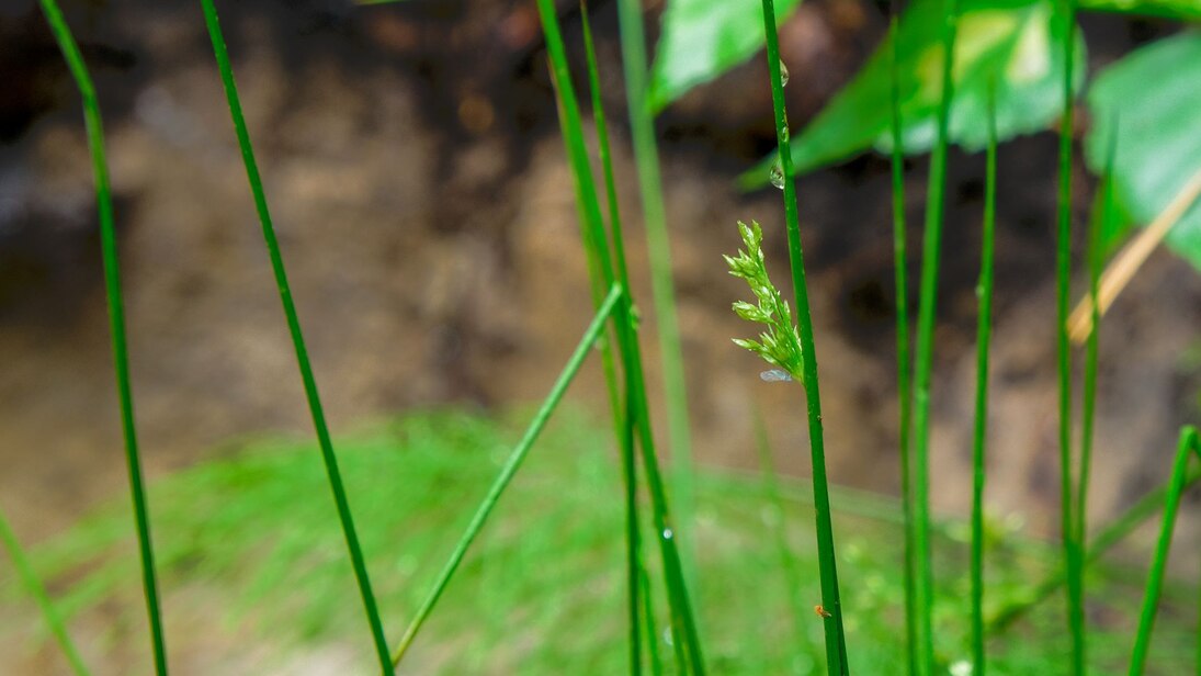 Das Foto zeigt im Vordergrund mehrere grüne Grashalme der Flatter-Binse und mittig an einem Halm die Blütenstände sowie Wassertropfen. Im Hintergrund ist unscharf eine Bodenprofilwand zu erkennen.