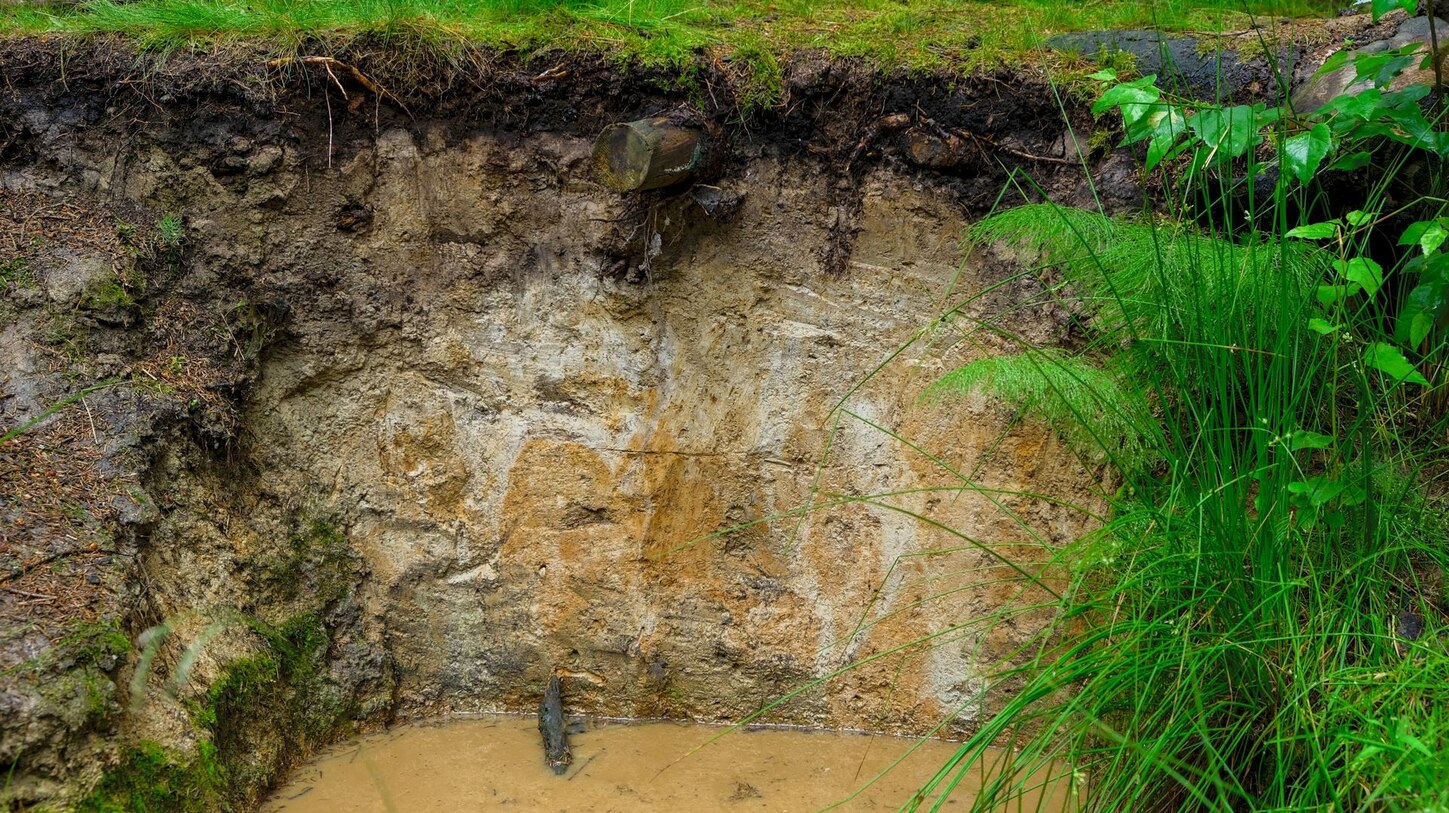Das Foto zeigt eine Bodenprofilwand eines Stauwasserbodens, die mit hellen, fast weißlichen Flecken und gelblich-braunen Bereichen marmoriert ist. Im Vordergrund ist braun gefärbtes Wasser in der Grube.