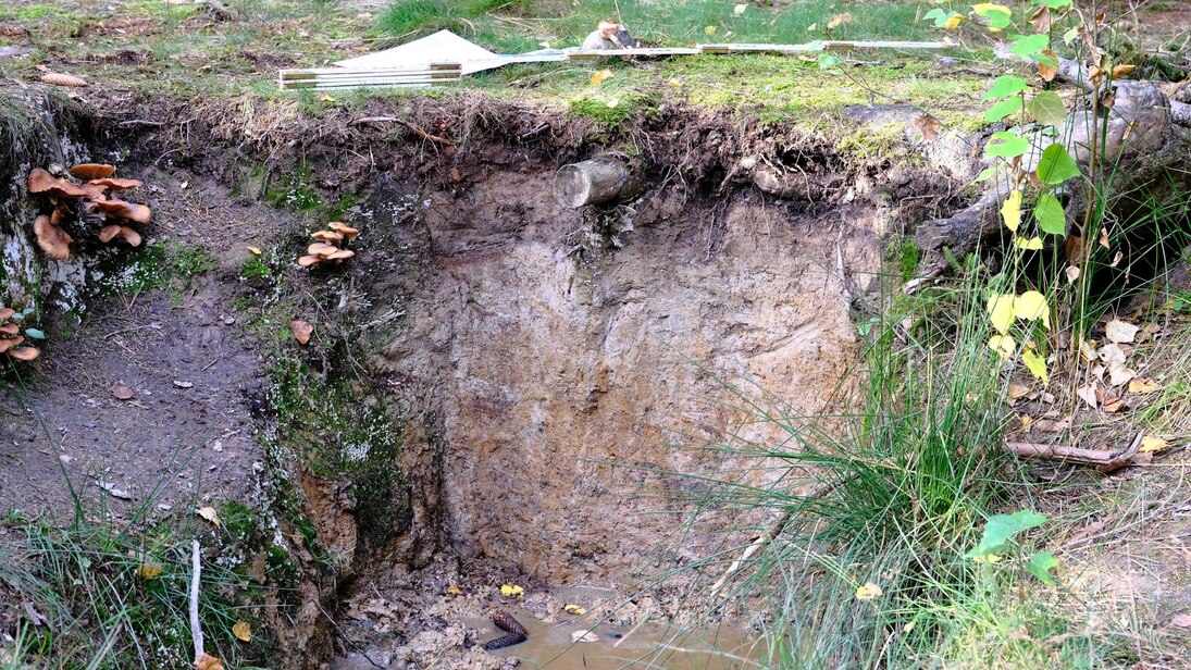 Das Foto zeigt die Bodenprofilwand: Oben erkennt man Gras und Moose, darunter eine durchwurzelte schwärzlich-dunkelbraune Schicht, daran anschließend eine hellere Schicht und darunter eine marmorierte Bodenschicht.