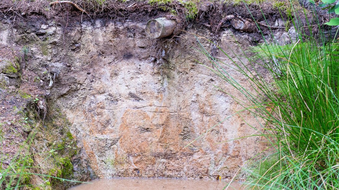 Das Foto zeigt eine Bodenprofilwand eines Stauwasserbodens. Die Farben wechseln von dunkelgrau über beige bis weißliche Farben bis hin zu orange-rötlichen Marmorierungen im unteren Bereich. Am rechten Rand sind Gräser abgebildet.