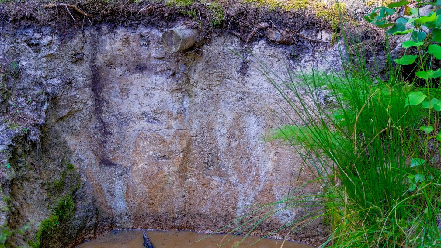 Das Foto zeigt eine Bodenprofilwand. Am oberen Rand sieht man die Bodenoberfläche, darunter helle fast weiße Bereiche, nach unten hin gefolgt von weiß und gelblich-bräunlich marmorierte Bereiche und am untern Bildrand in der Profilgrube stehendes Wasser.