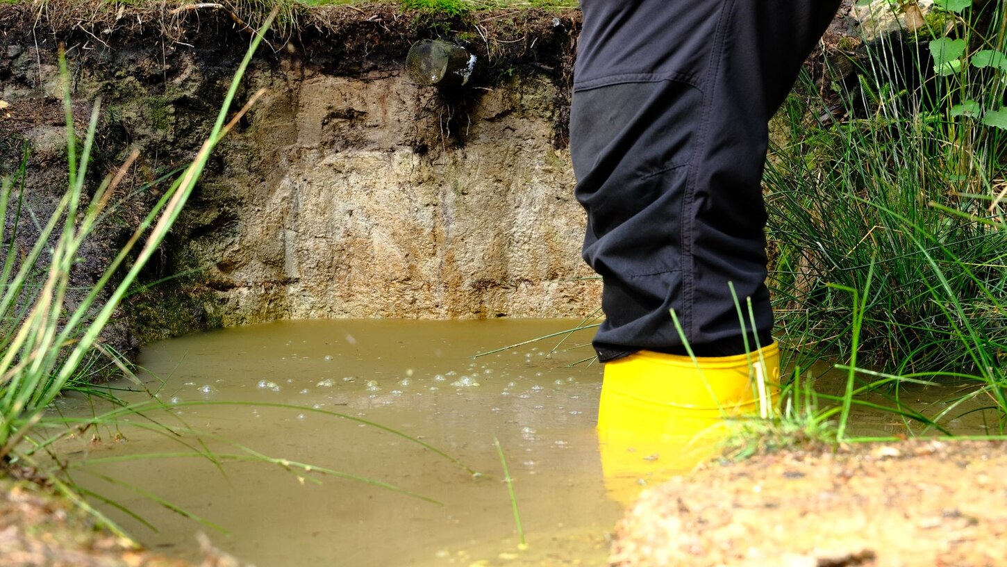 Foto: Ausschnitt eines »Stauwasserbodens« unter Wald mit gestautem Niederschlagswasser im Vordergrund.