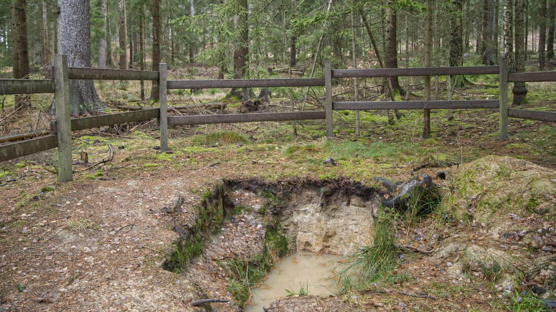 Das Foto zeigt eine Bodenprofilgrube, in der sich Regenwasser gesammelt hat. Im Mittelgrund ist eine braune Einzäunung der Profilgrube zu erkennen und im Hintergrund Fichtenwald.