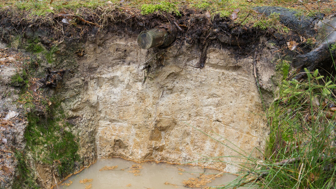 Das Foto zeigt die Profilwand eines Stauwasserbodens mit hellen sowie orange-gefleckten Bereichen. Es sind verschiedengroße Wurzeln zu sehen, am oberen Rand des Fotos auch Moos und Gras, am unteren Rand ist graufarbenes Wasser zu sehen.