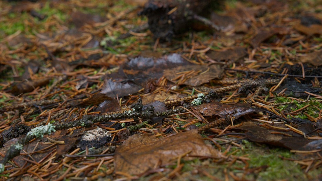 Das Foto zeigt die Streuauflage auf dem Waldboden. Es sind abgestorbene, braune Nadeln und Blätter zu erkennen. Ebenso liegen kleine Zweige, bewachsen mit hellen Flechten, kreuz und quer auf dem Boden.